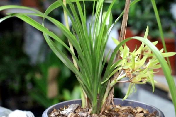 建兰的养殖方法,用泥盆养殖为佳