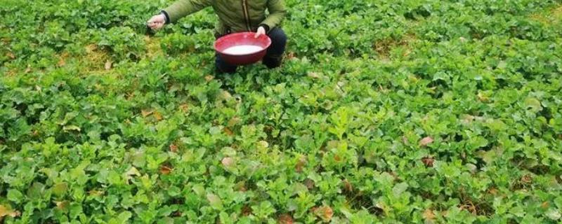 油菜春后如何进行配方施肥