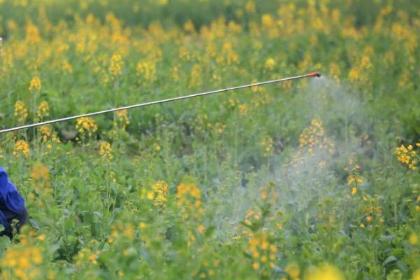 油菜春后如何进行配方施肥，2-3月份可亩施草木灰150公斤左右