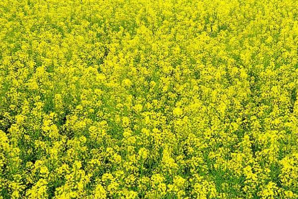 油菜春后如何进行配方施肥，2-3月份可亩施草木灰150公斤左右