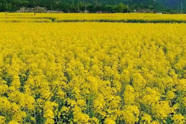 油菜春后如何进行配方施肥，2-3月份可亩施草木灰150公斤左右