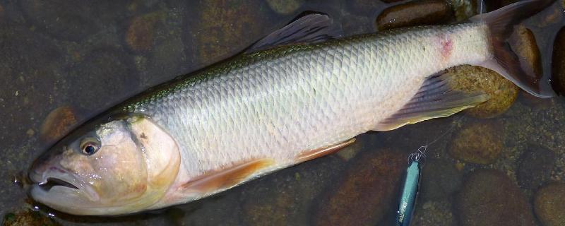 冬天水库钓马口钓深还是钓浅