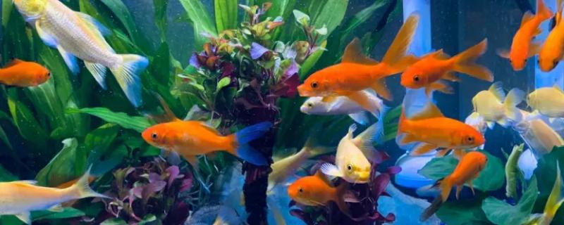 金鱼水温多少合适