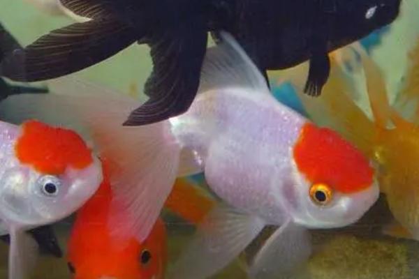 金鱼水温多少合适,控制在18-26℃左右为佳