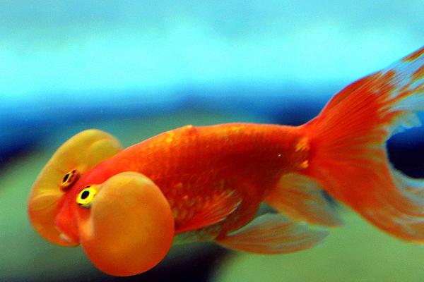 金鱼水温多少合适,控制在18-26℃左右为佳