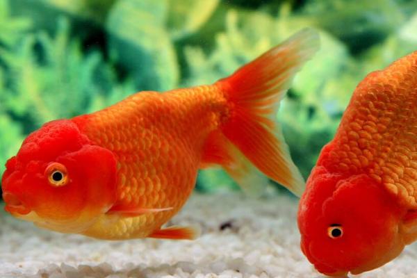 金鱼水温多少合适,控制在18-26℃左右为佳