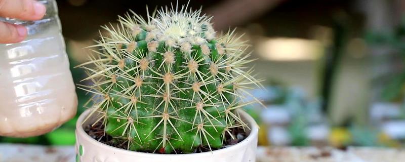 仙人球冬天会冻死吗