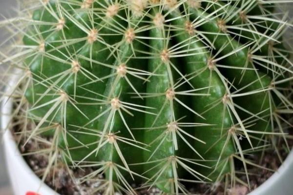 仙人球冬天会冻死吗,冬季需及时移到室内