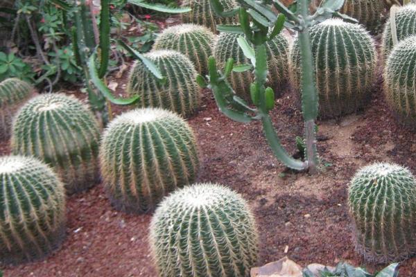 仙人球冬天会冻死吗,冬季需及时移到室内