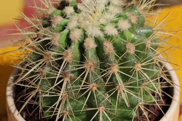 仙人球冬天会冻死吗,冬季需及时移到室内