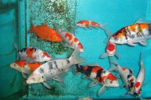 1.2米的鱼缸能不能养锦鲤,可以饲养15条左右