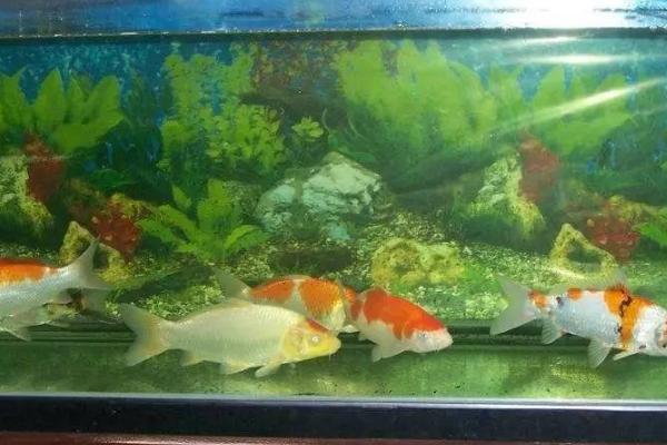 1.2米的鱼缸能不能养锦鲤,可以饲养15条左右