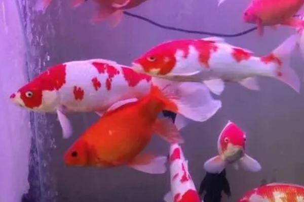 1.2米的鱼缸能不能养锦鲤,可以饲养15条左右