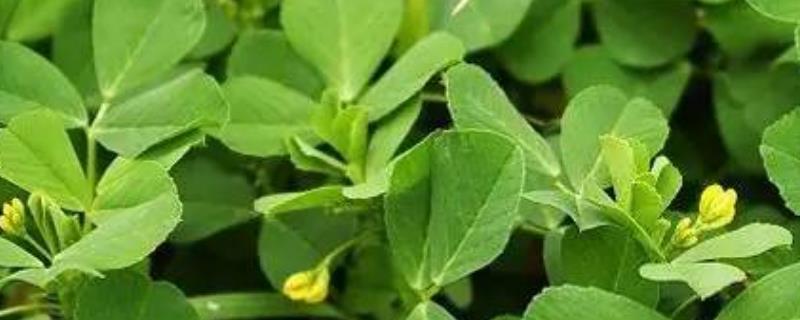 苜蓿栽培技术