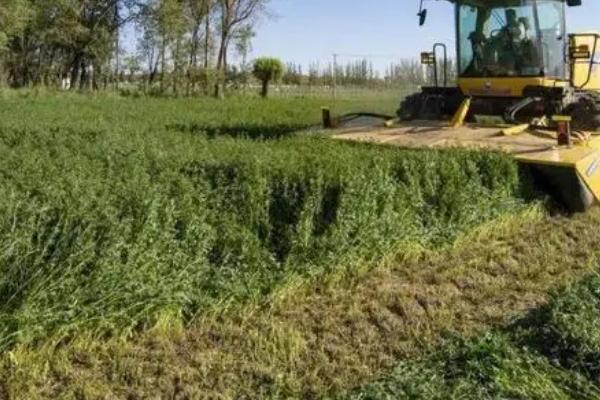 苜蓿栽培技术，选择适宜当地生长的品种