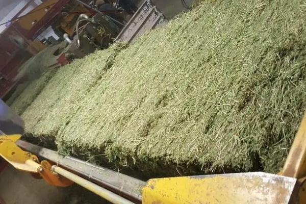 苜蓿栽培技术，选择适宜当地生长的品种