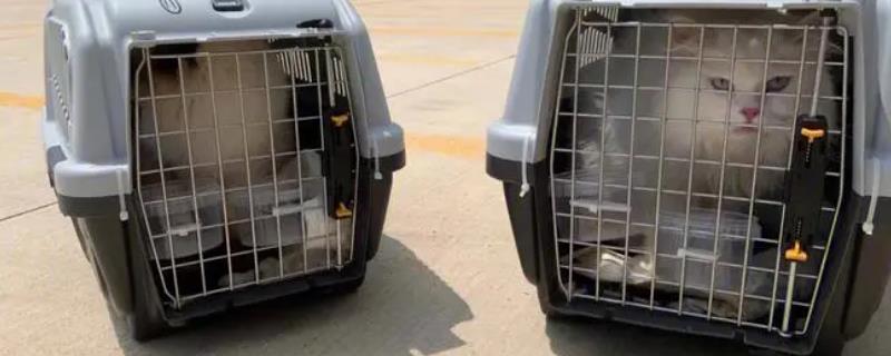 如何跨省把猫咪带回家