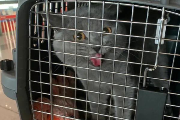 如何跨省把猫咪带回家，最好选择托运或者空运
