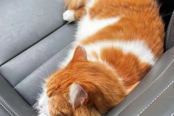 如何跨省把猫咪带回家，最好选择托运或者空运