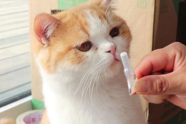 如何跨省把猫咪带回家，最好选择托运或者空运