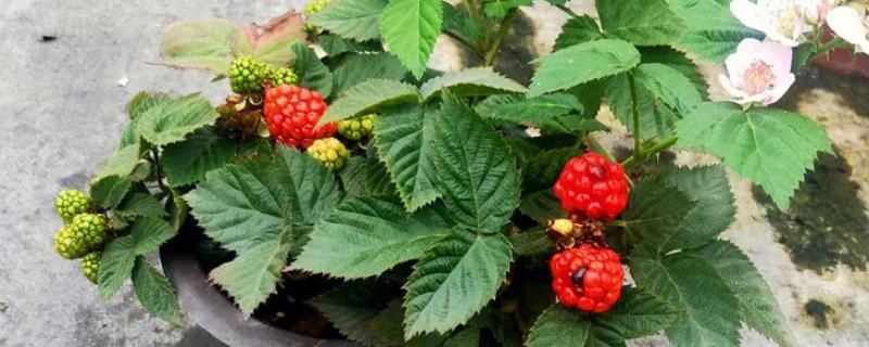 树莓的浇水间隔期