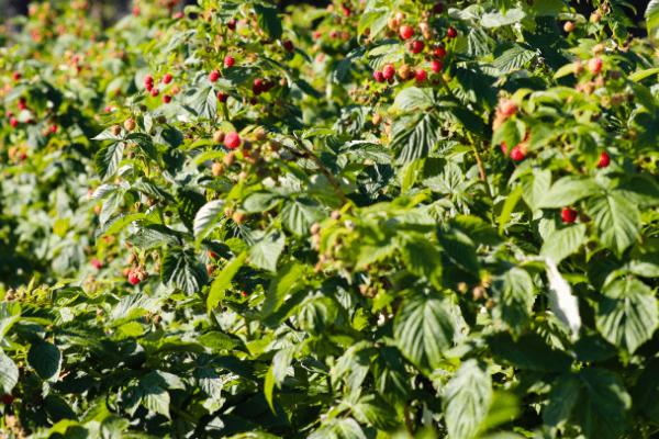 树莓的浇水间隔期,旱季每隔1-2天浇1次