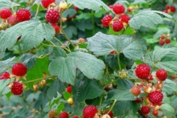 树莓的浇水间隔期,旱季每隔1-2天浇1次