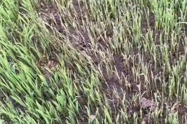 水稻立枯病的发病症状，出苗时幼芽或幼根会变褐色