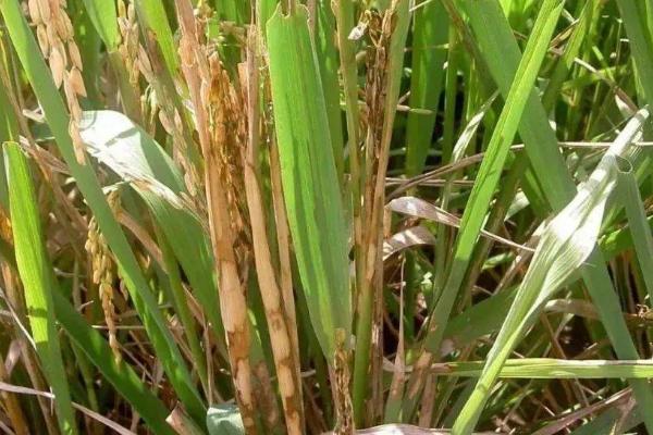 水稻立枯病的发病症状，出苗时幼芽或幼根会变褐色