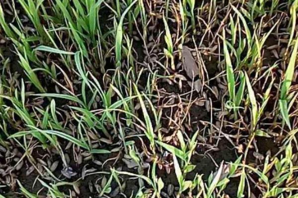水稻立枯病的发病症状，出苗时幼芽或幼根会变褐色
