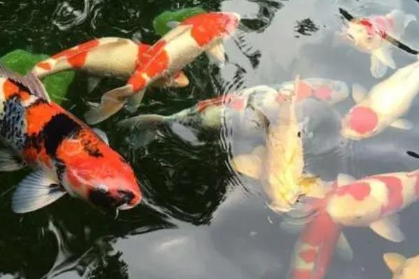 锦鲤鱼和什么鱼混养好，可以选择体型大的金鱼
