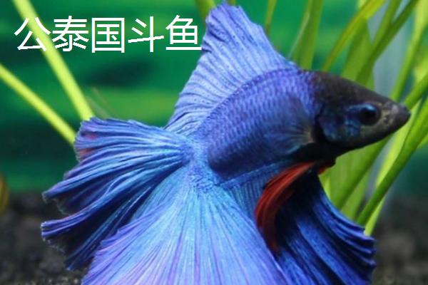 泰国斗鱼怎么分公母，通过体型、体色和尾鳍可分辨