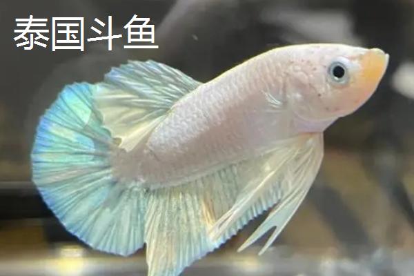 泰国斗鱼怎么分公母，通过体型、体色和尾鳍可分辨