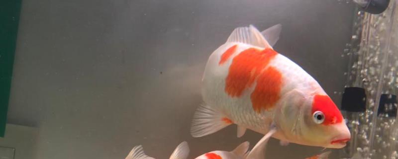 锦鲤的寿命有多长