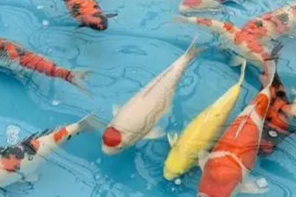 锦鲤的寿命有多长，可达60-70年