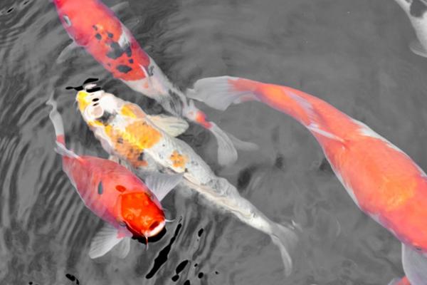 锦鲤的寿命有多长，可达60-70年