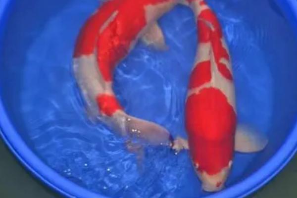 锦鲤的寿命有多长，可达60-70年