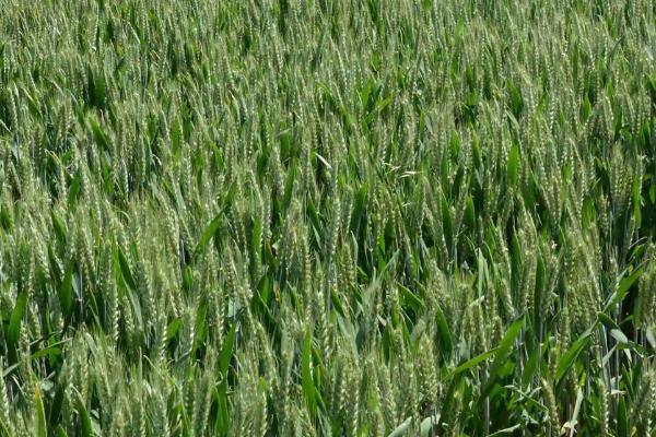 润麦228小麦种子特点,小穗密度较密。白粒、椭圆形