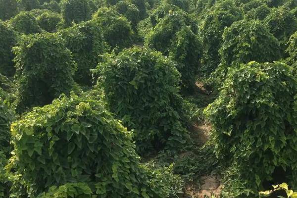 引起山药根腐病的原因，种植密度大易感病
