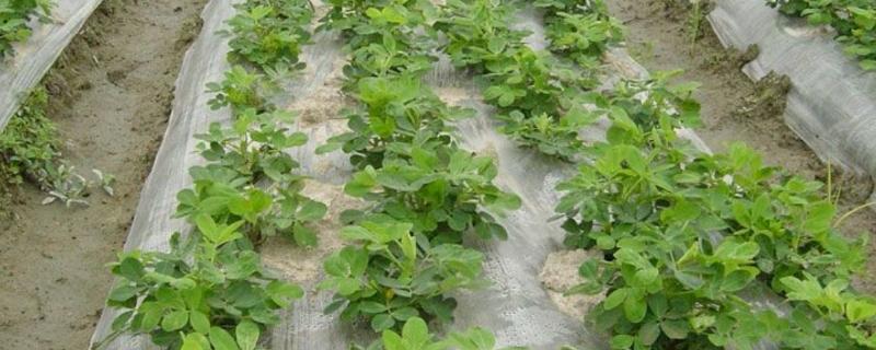 地膜春花生的栽培技术