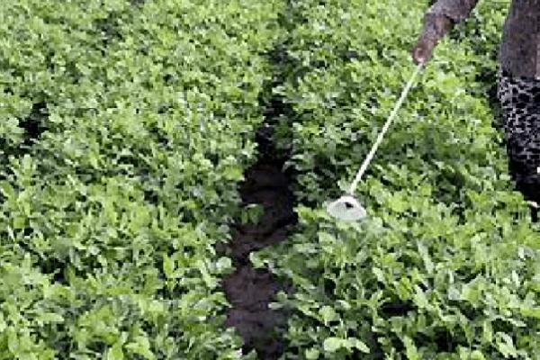 地膜春花生的栽培技术，选择透性好且昼夜温差大的沙性壤土为佳