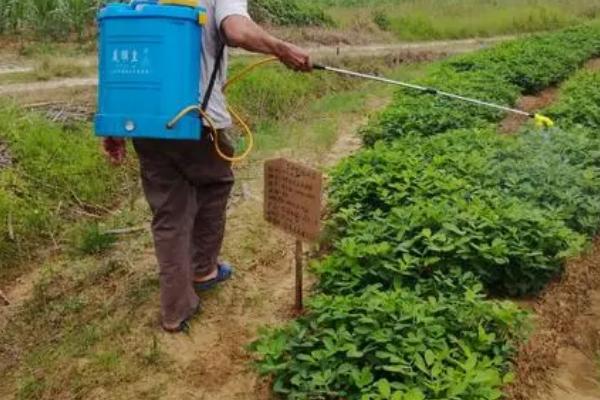 地膜春花生的栽培技术，选择透性好且昼夜温差大的沙性壤土为佳