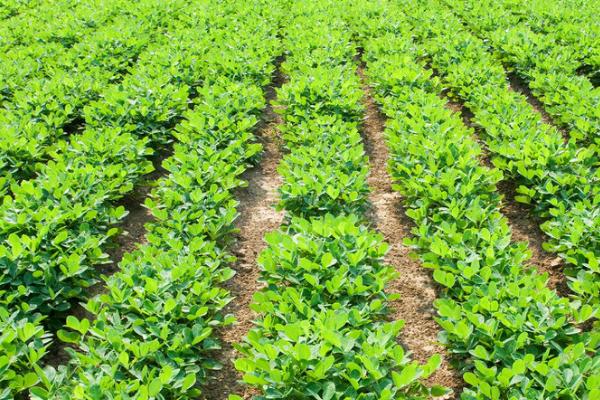 地膜春花生的栽培技术，选择透性好且昼夜温差大的沙性壤土为佳