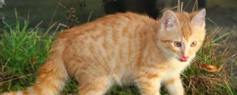 猫咪为什么会便血拉稀