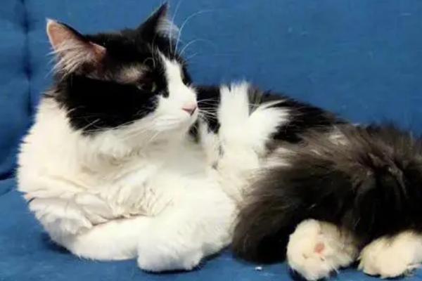 猫咪为什么会便血拉稀，可能是患有猫瘟、肠道出血、感染寄生虫等原因所导致