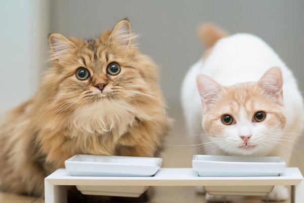 猫咪为什么会便血拉稀，可能是患有猫瘟、肠道出血、感染寄生虫等原因所导致