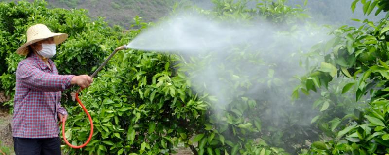 柑橘使用多效唑的使用方式