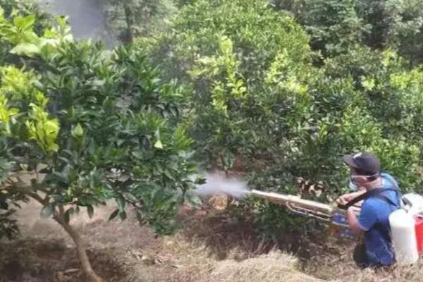 柑橘使用多效唑的使用方式，用于保果和促花的使用时间不同