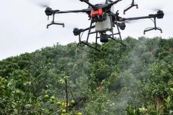 柑橘使用多效唑的使用方式，用于保果和促花的使用时间不同