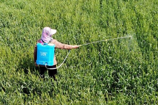 乙基多素的防治效果,对于稻纵卷叶螟、甜菜夜蛾、蓟马等害虫的防效较好